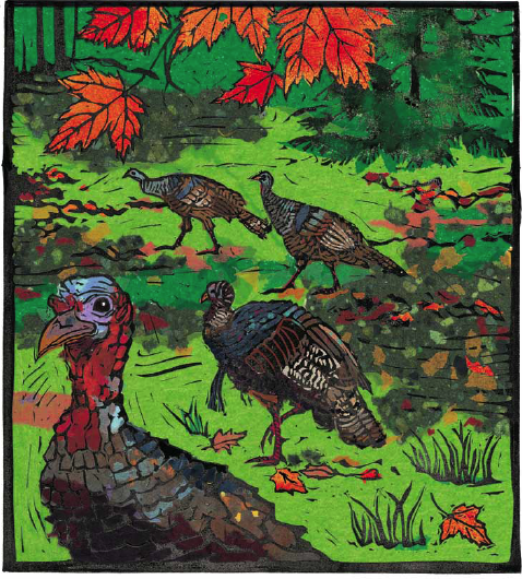 Gobble, Gobble at Maine Audubon